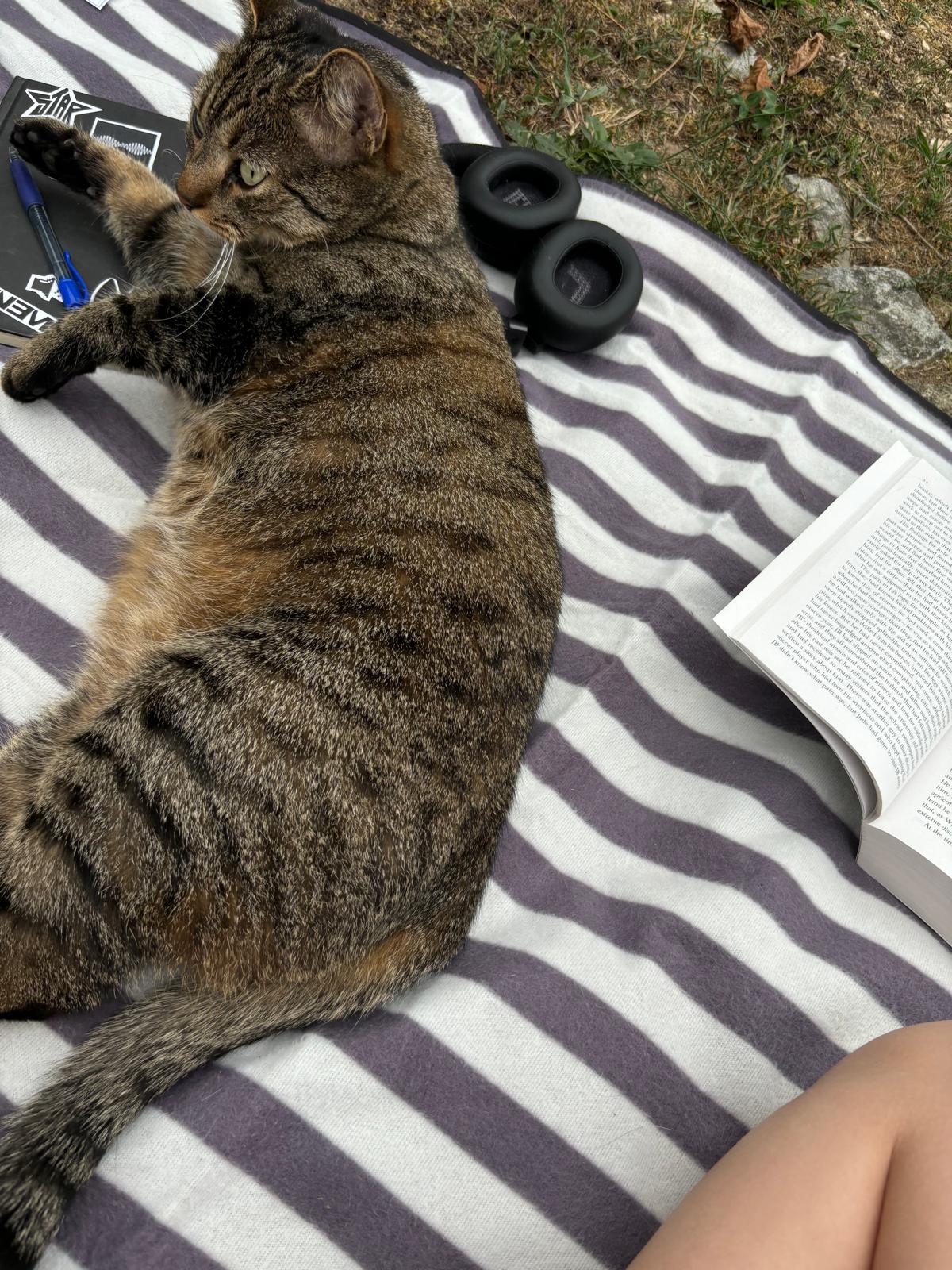 katze