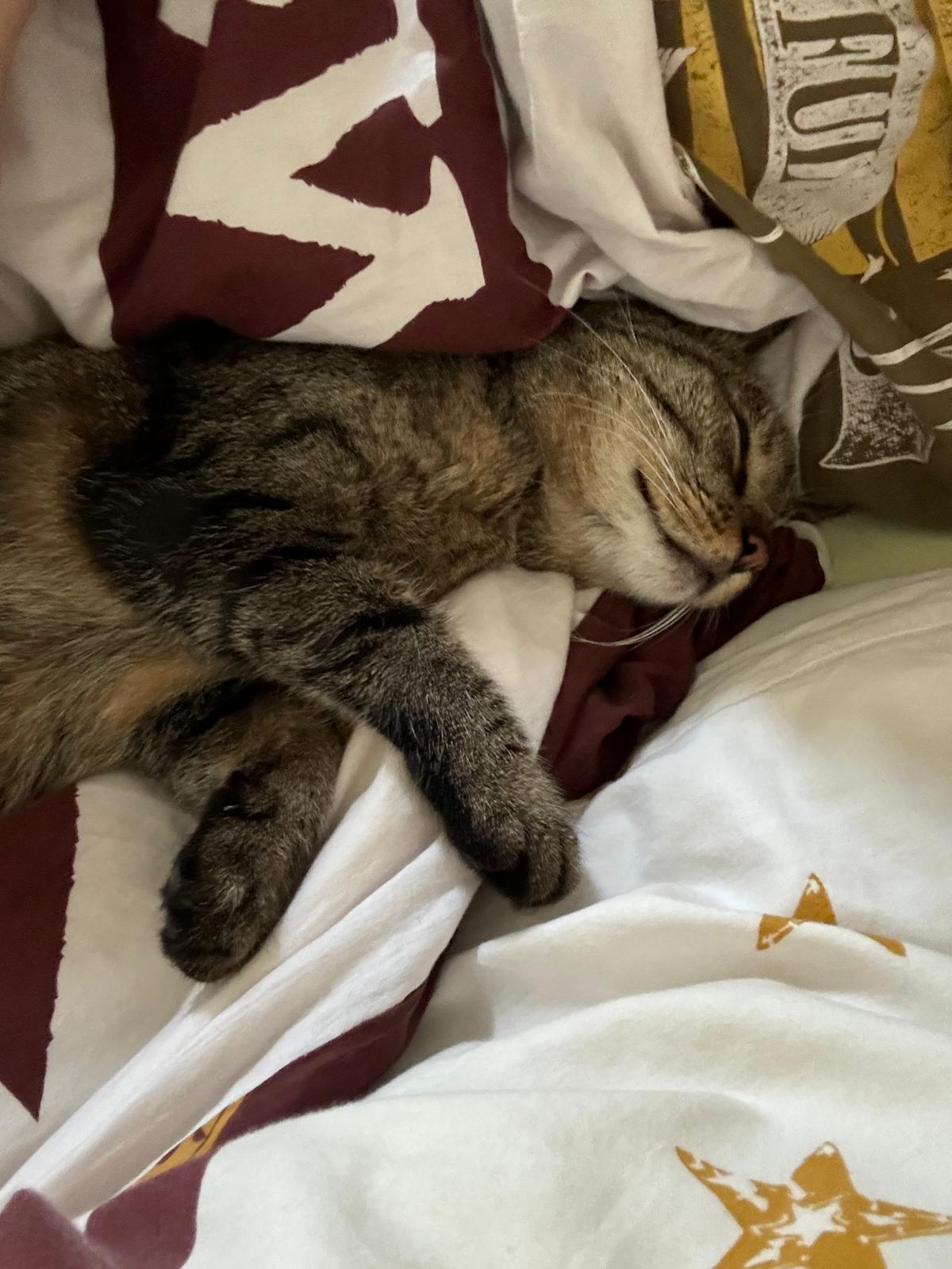 katze