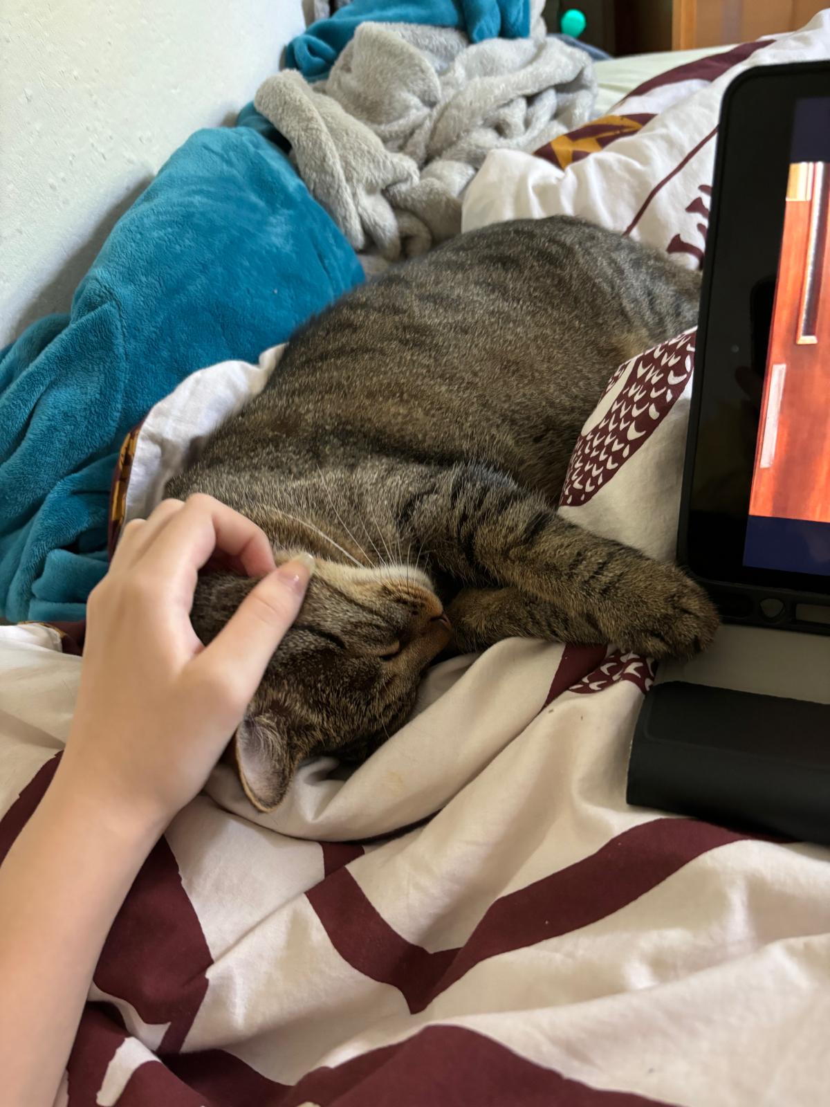 katze