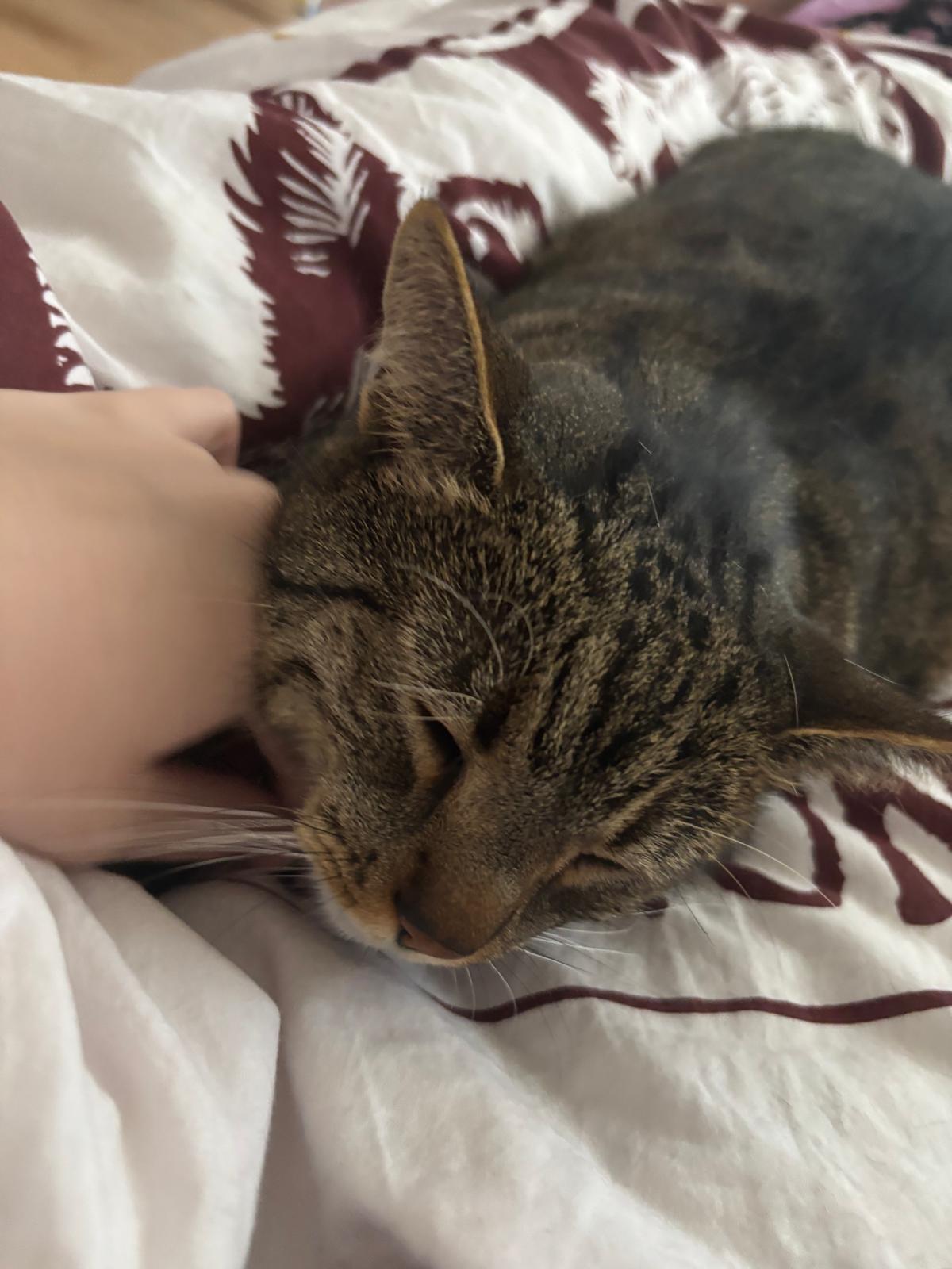 katze