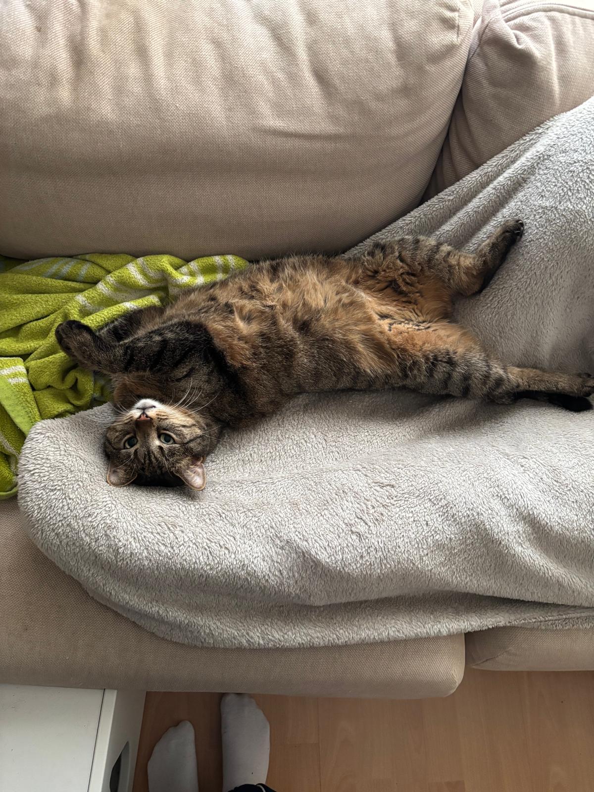 katze