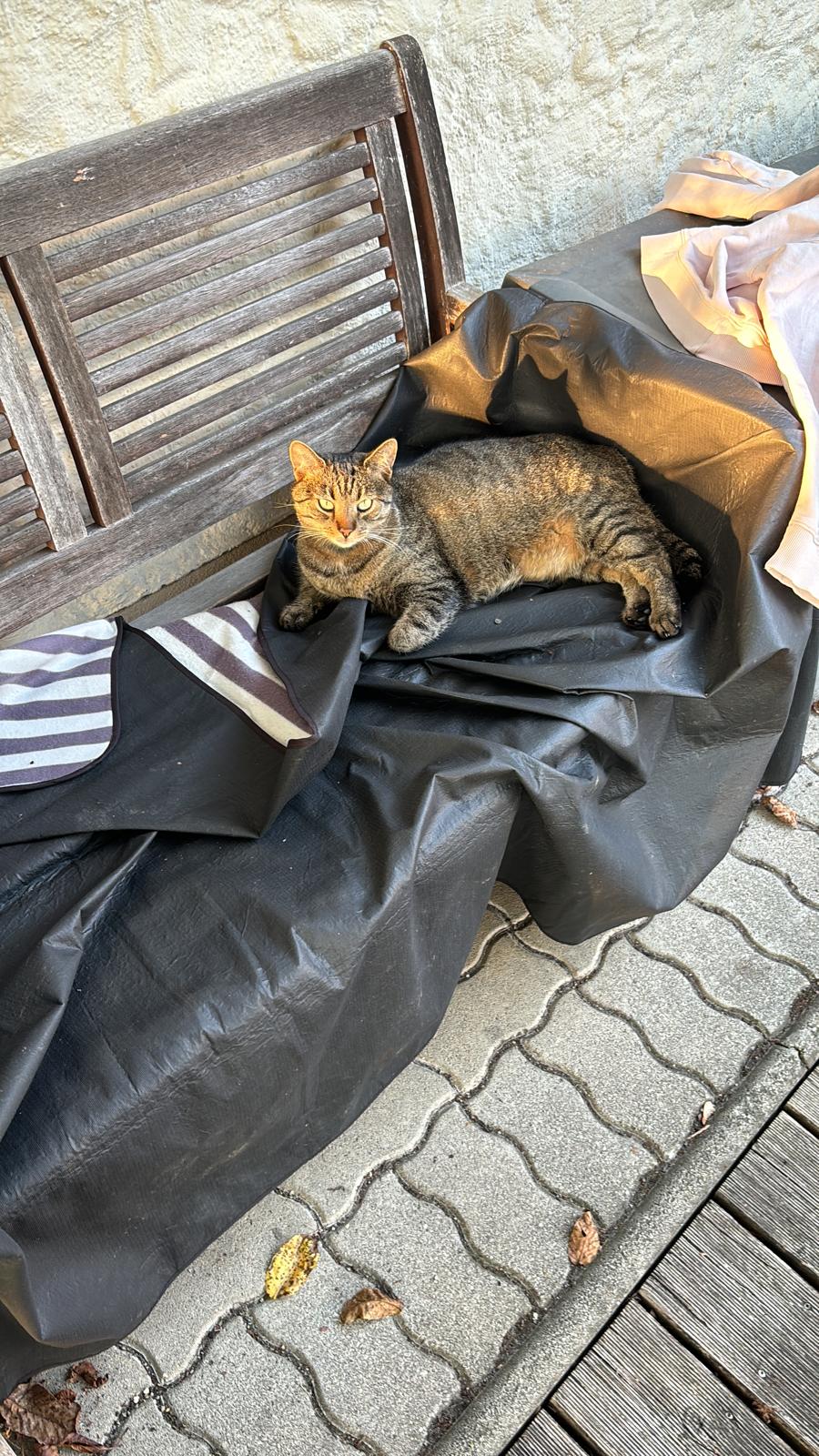 katze