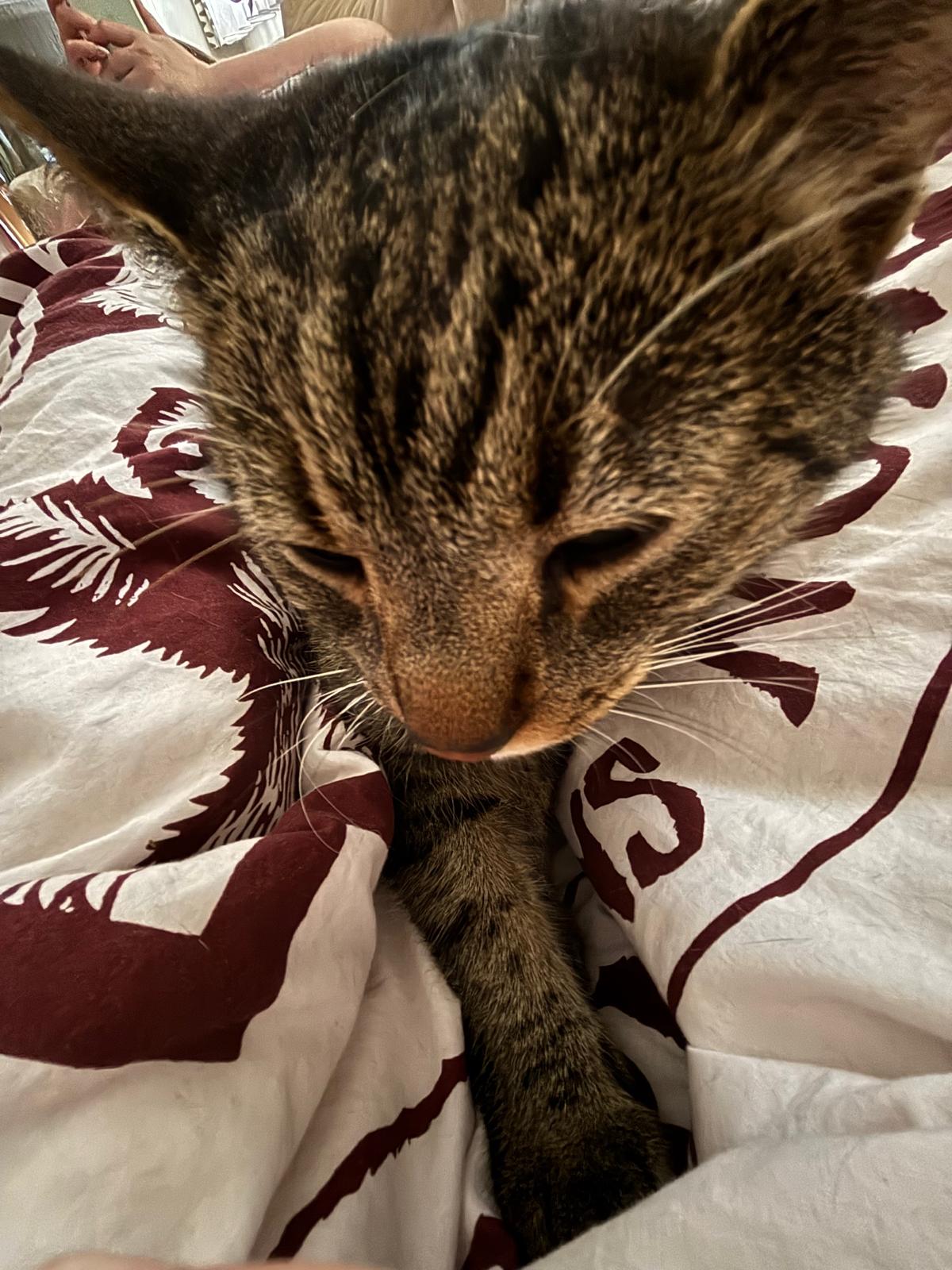 katze