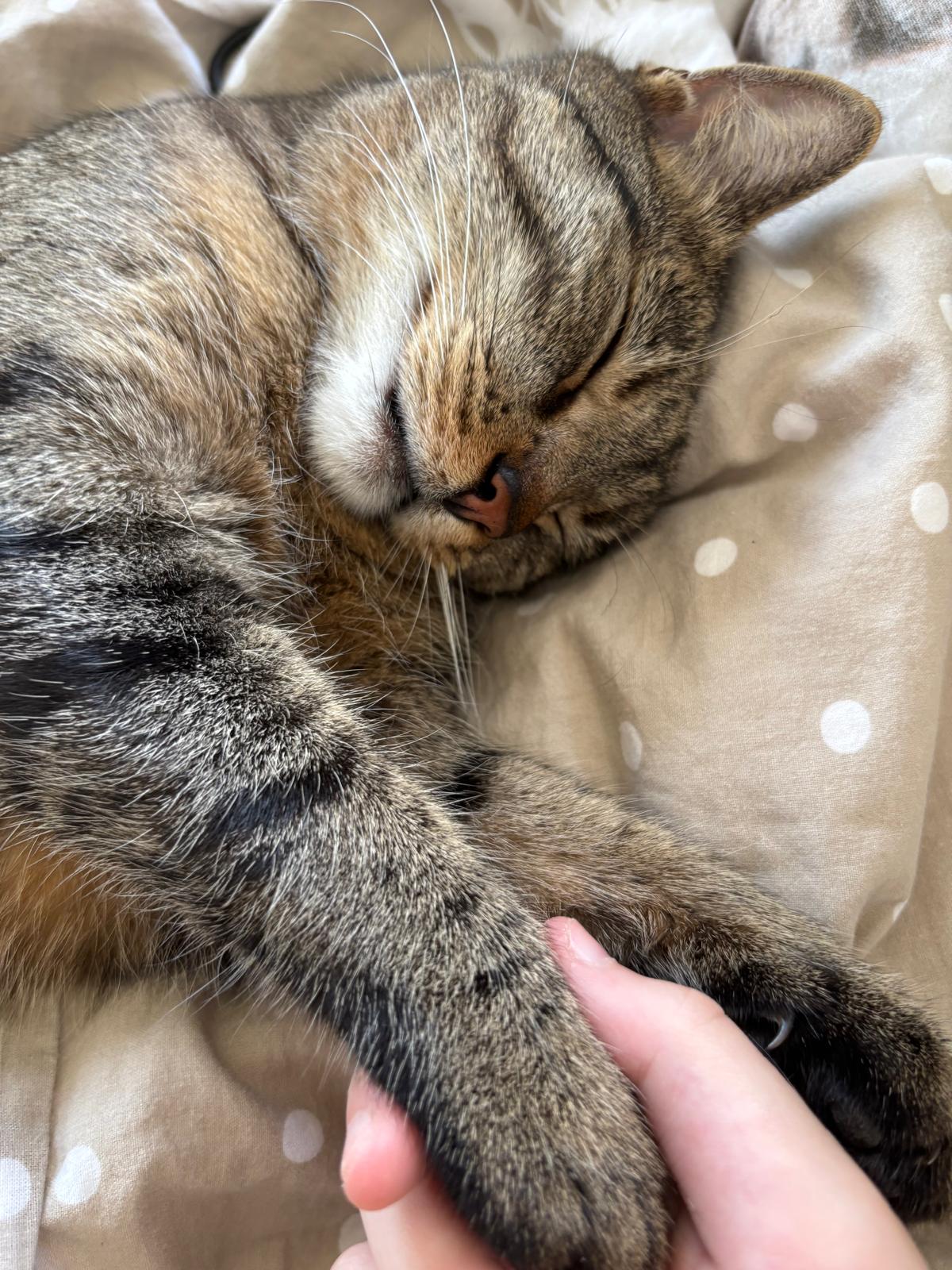 katze