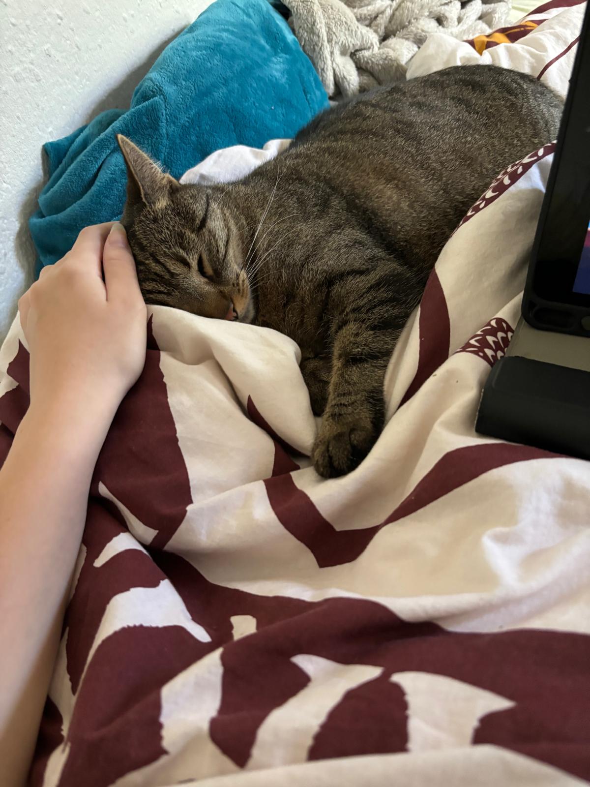 katze