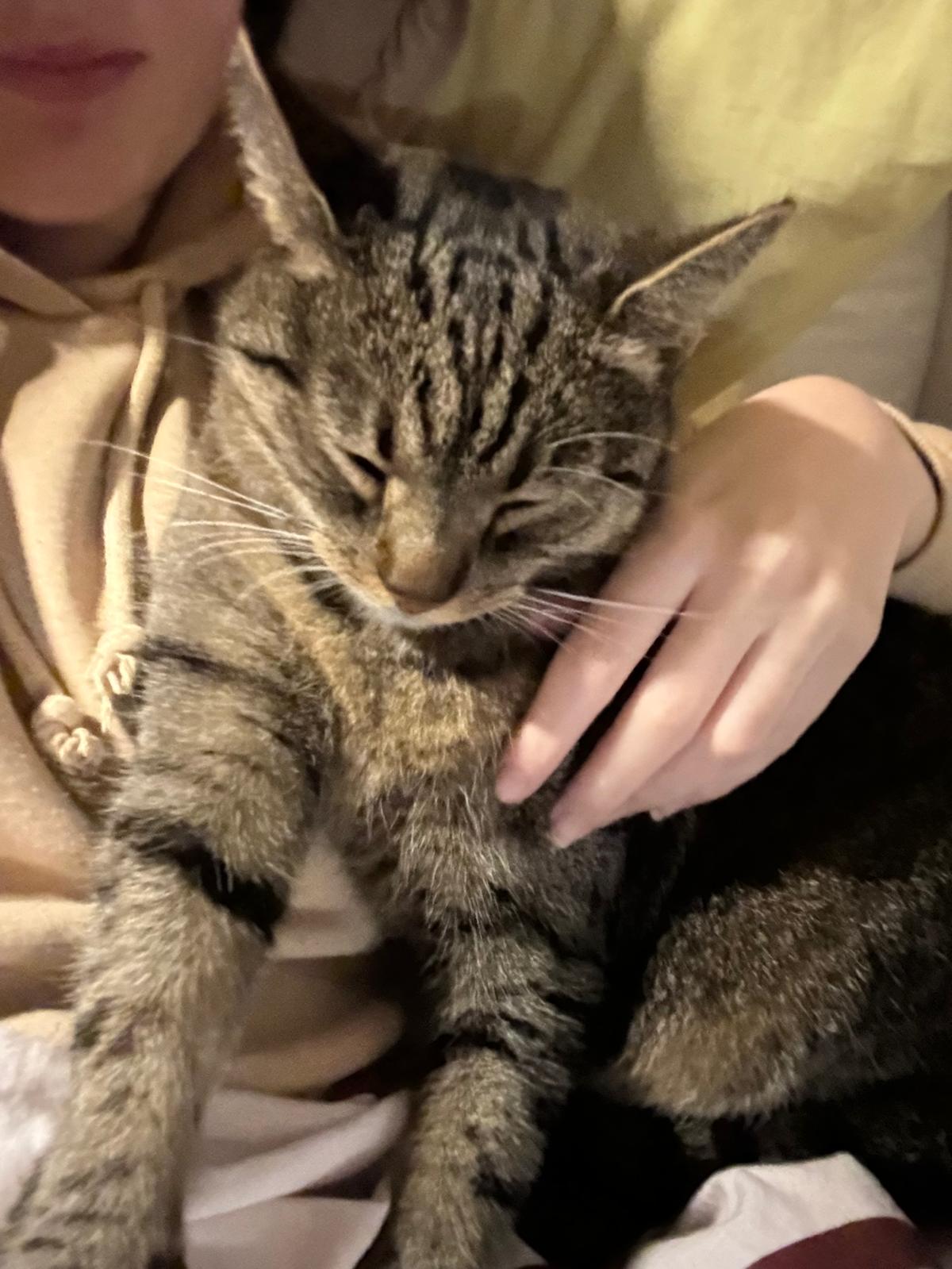 katze