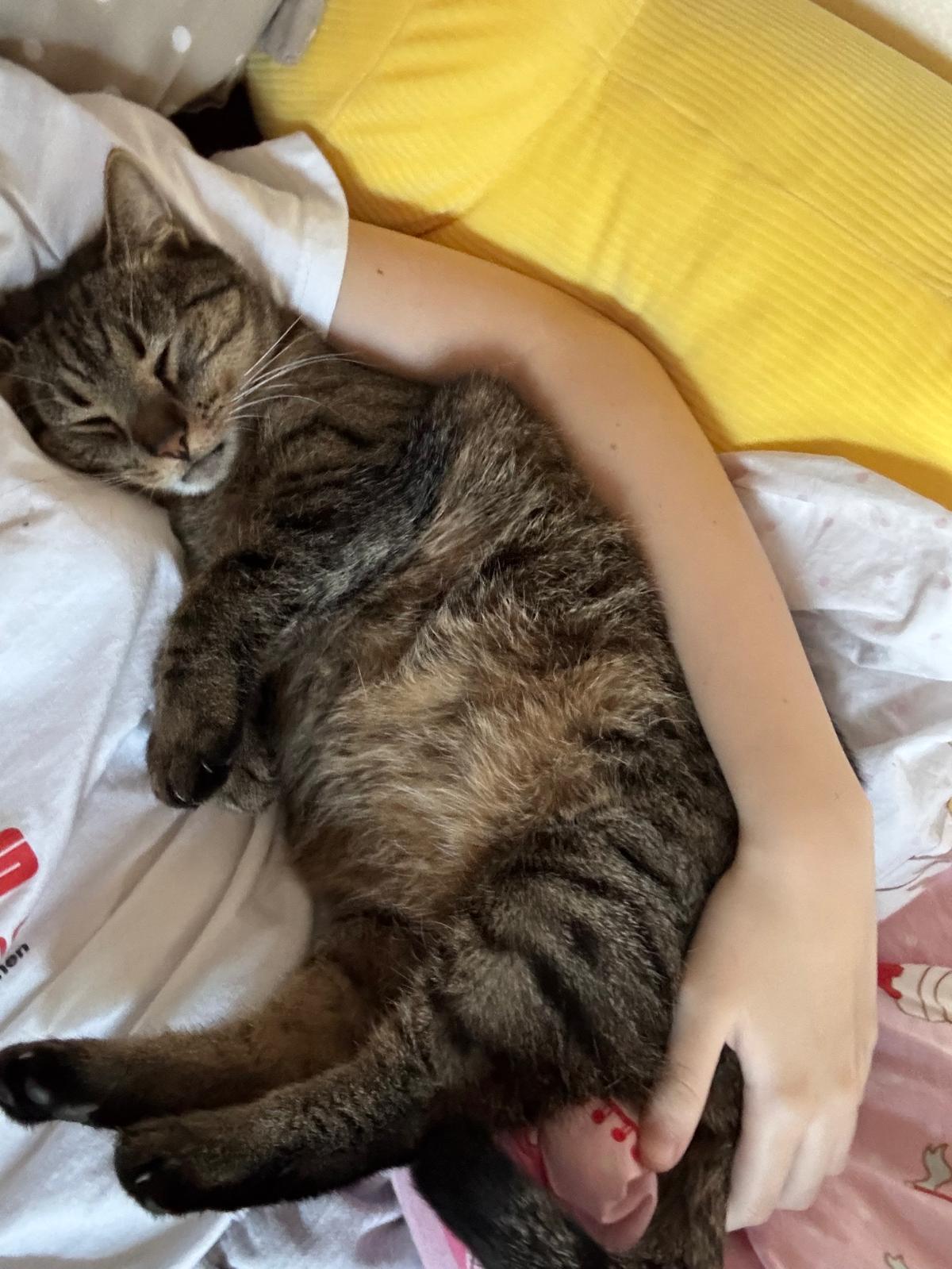 katze