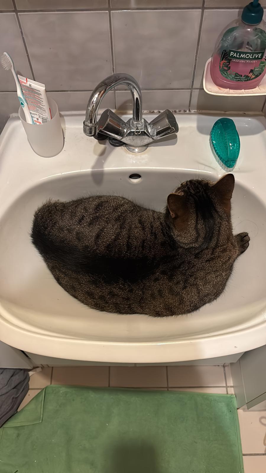 katze