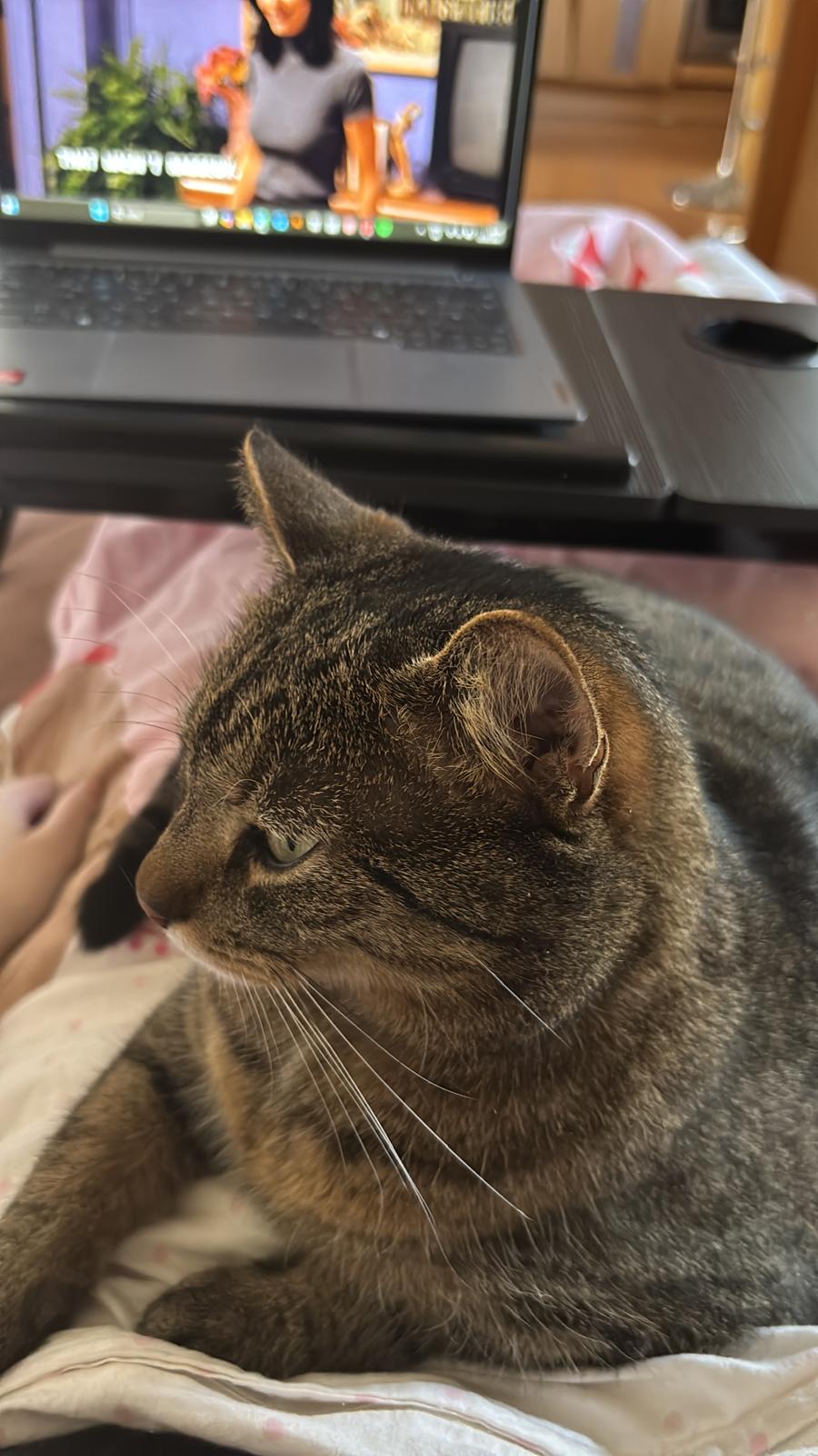 katze