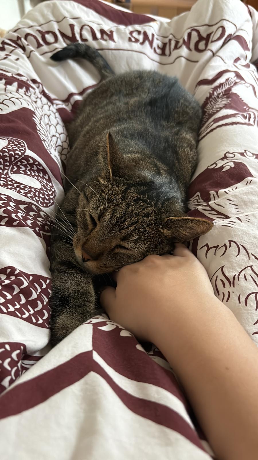 katze