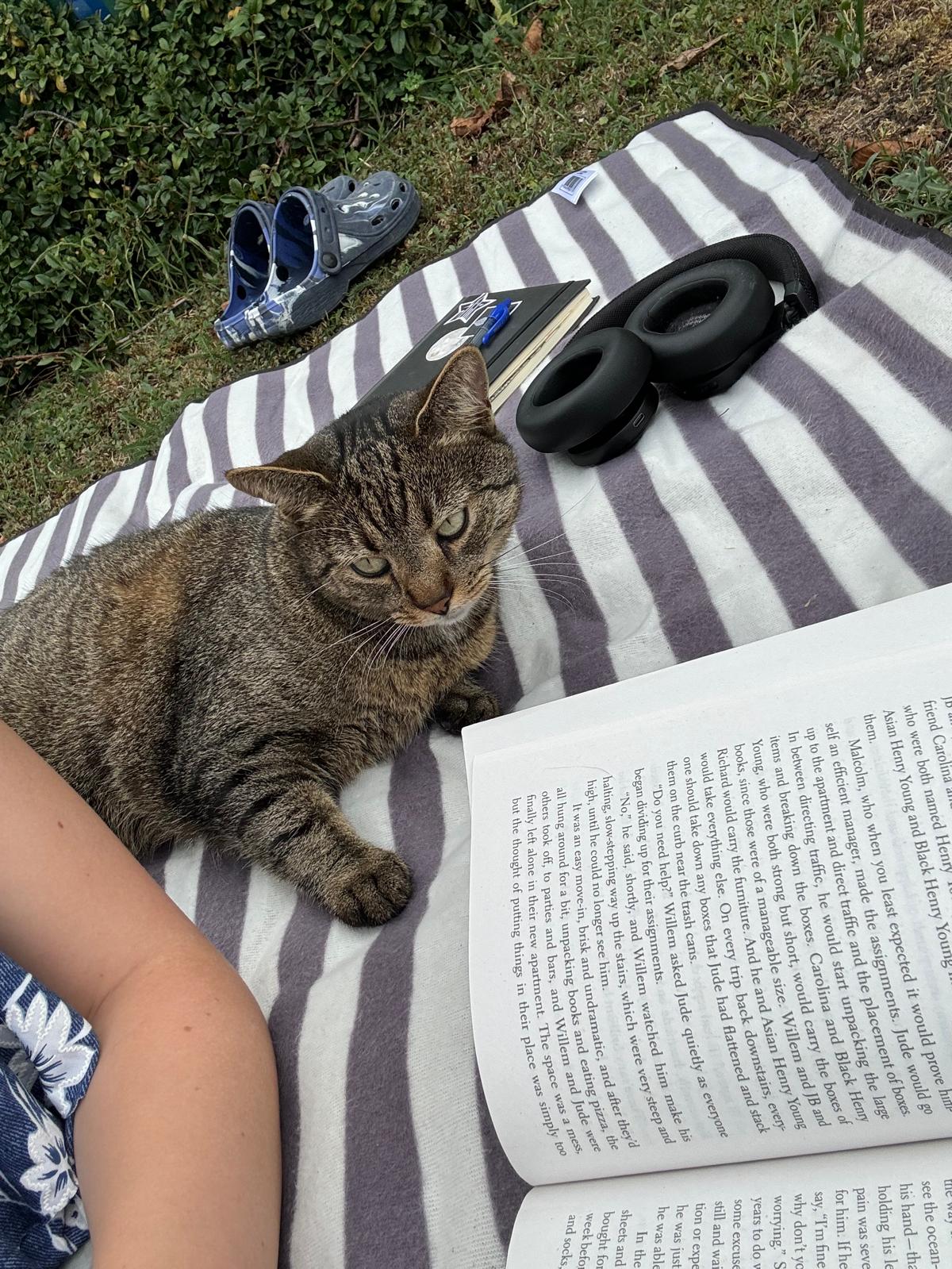 katze