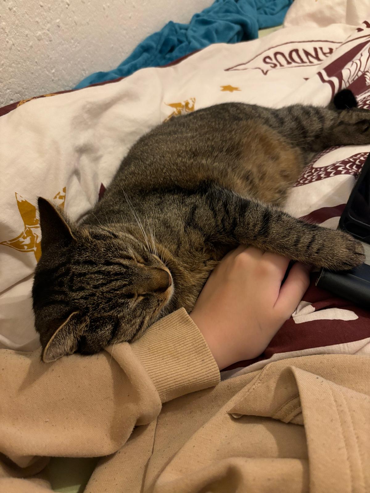 katze